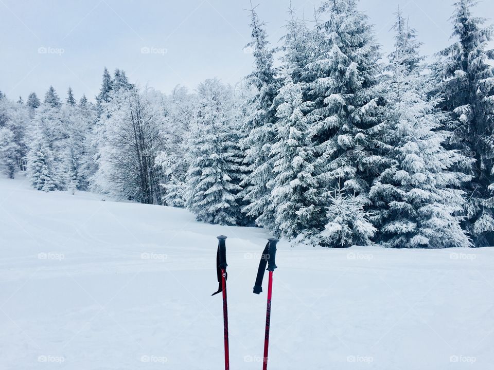 Red trekking poles with forest covered in snow in the background 