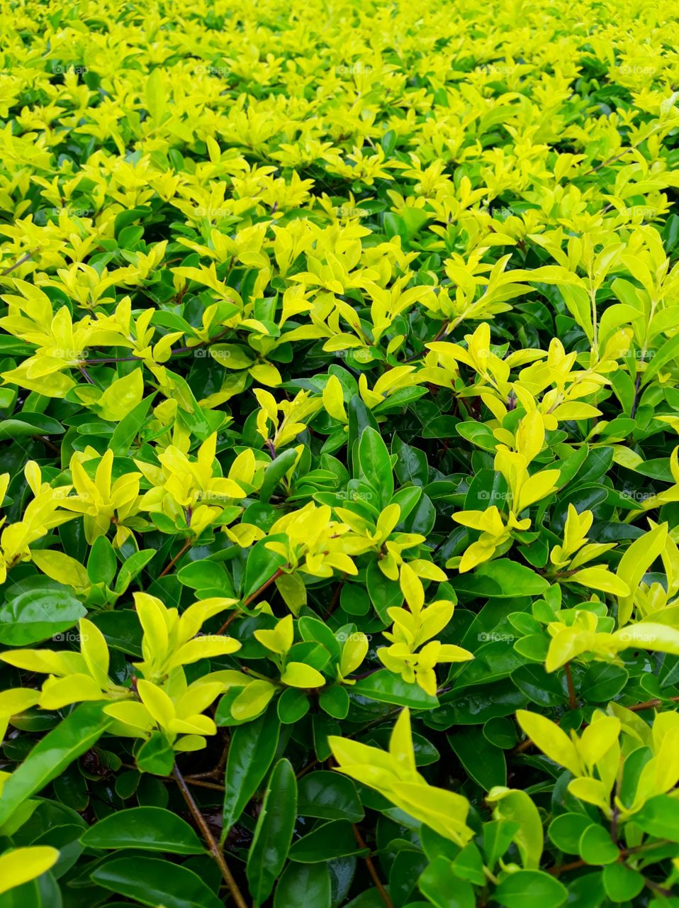 plants with leaves lime green