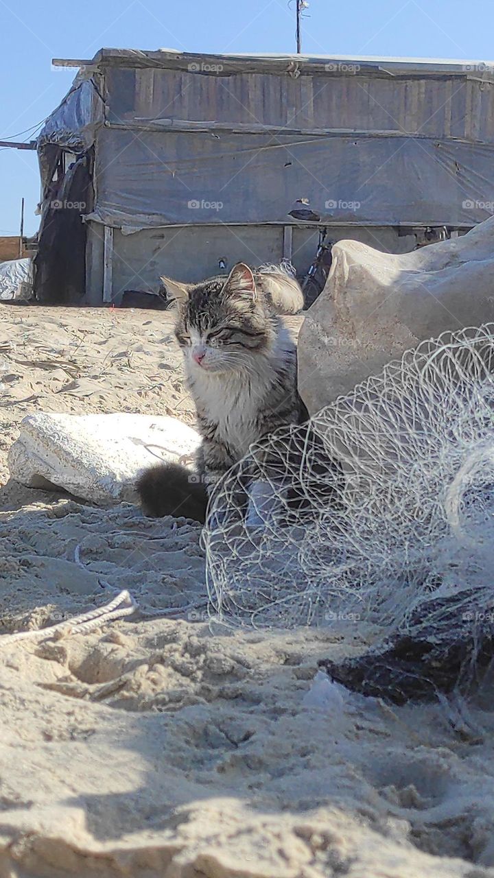 cat on the beach cat on the beach