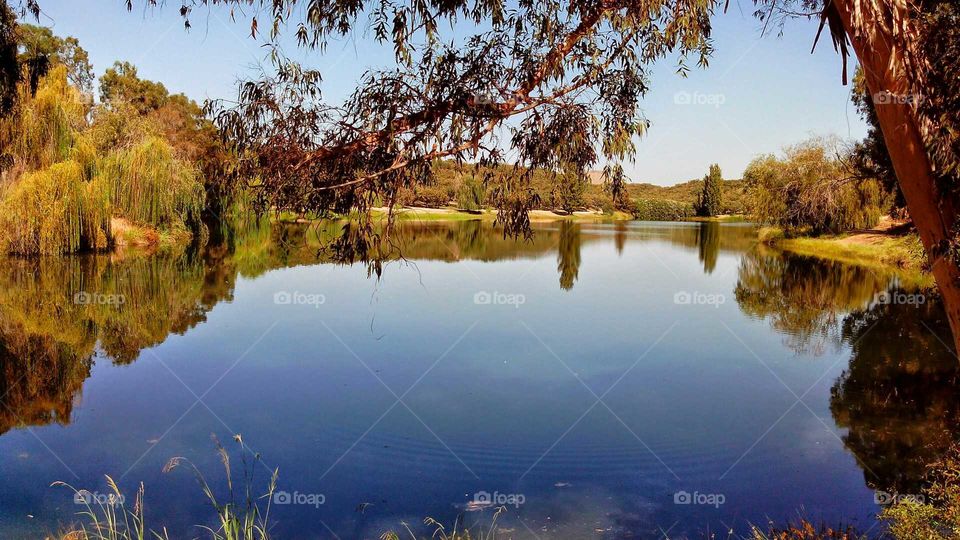 Reflection, Lake, Water, Nature, Tree