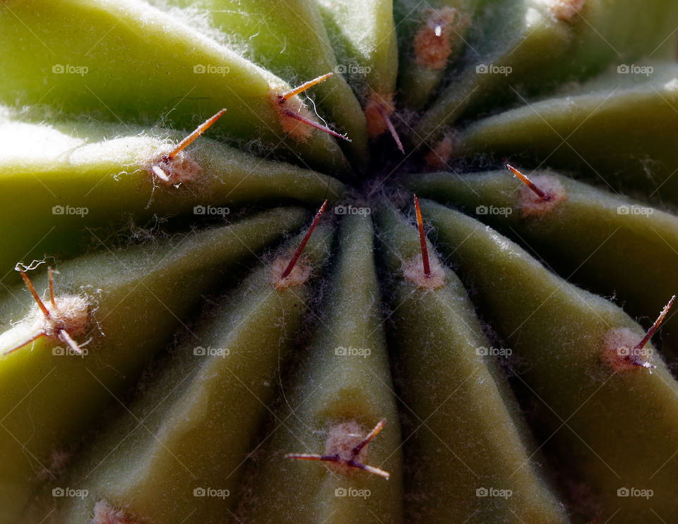 Full frame shot of green cactus in Berlin, Germany.