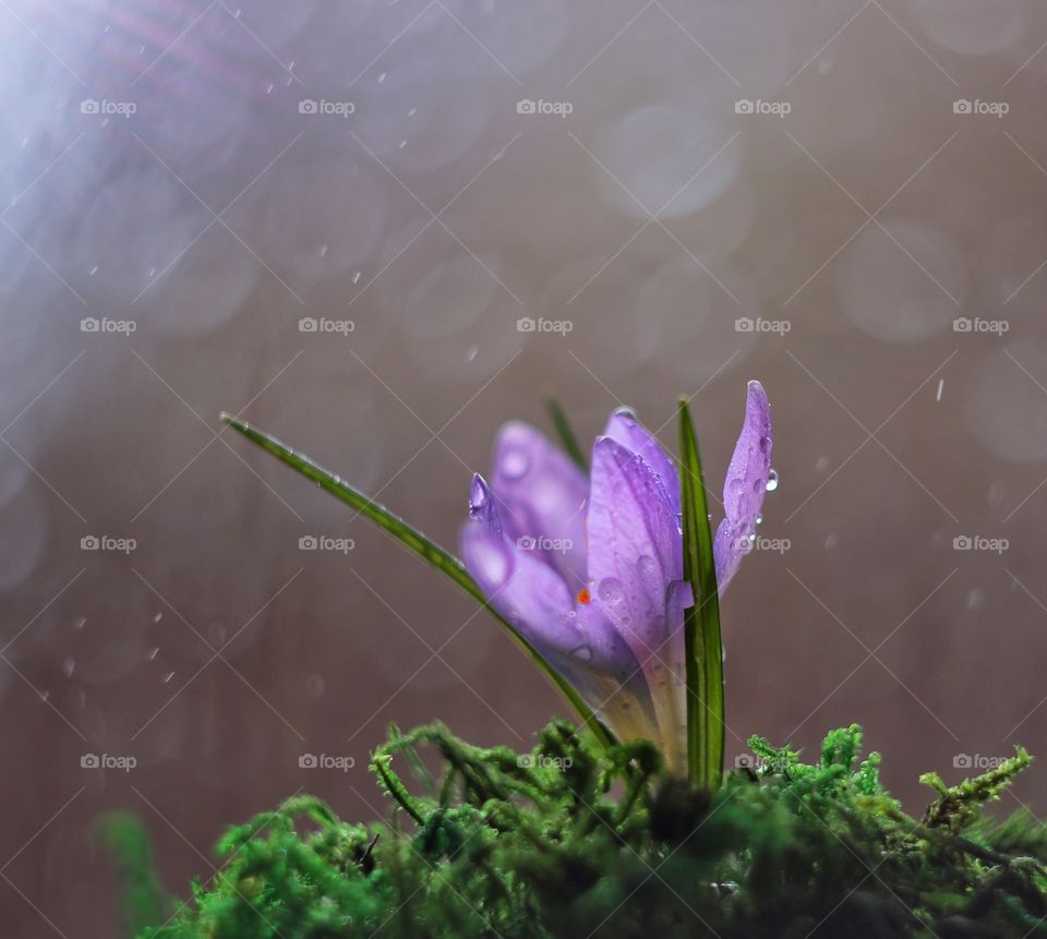 Beautiful flower crocus 