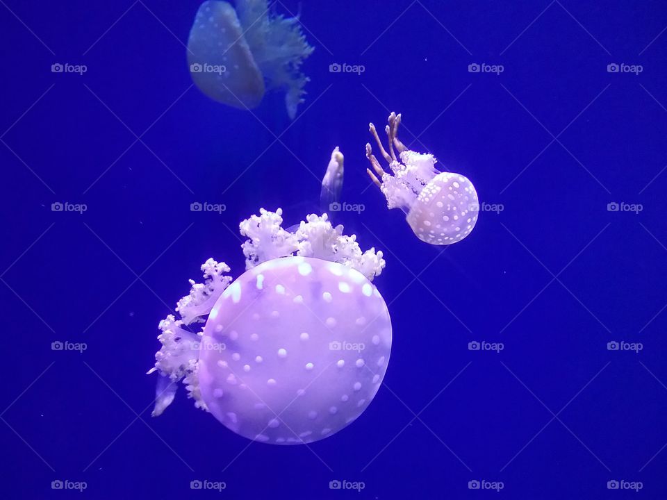 jelly fish. Visiting the Aquarium brings joy beyond compare