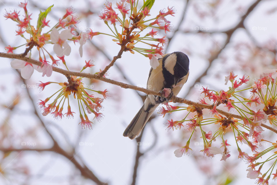 Hanami season in Japan is also a bounty for birds, like this Japanese Tit, which feed on the sweet nectar of the sakura blossoms
