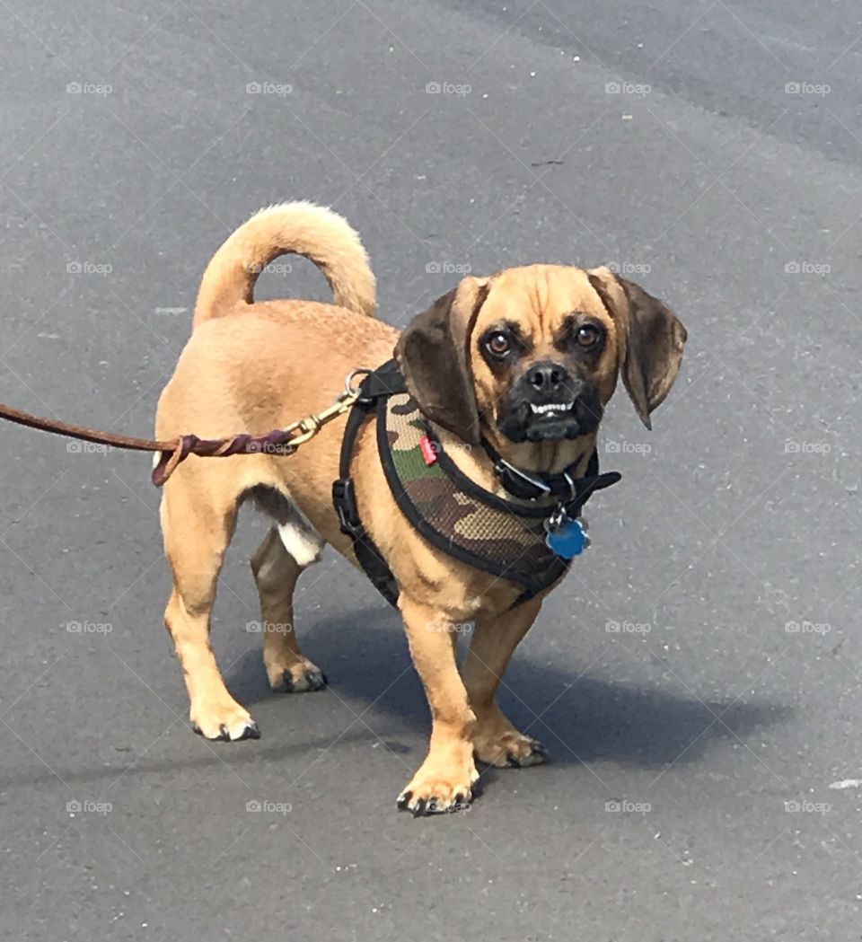 Smiling puggle