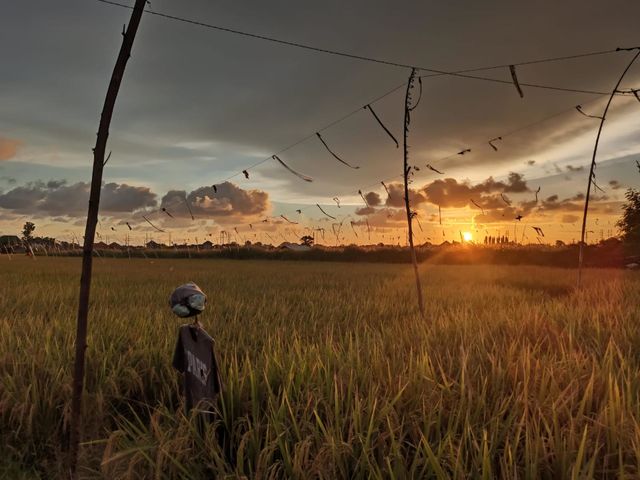 The lovely and beautiful moment of sunset seen in the ricefield.