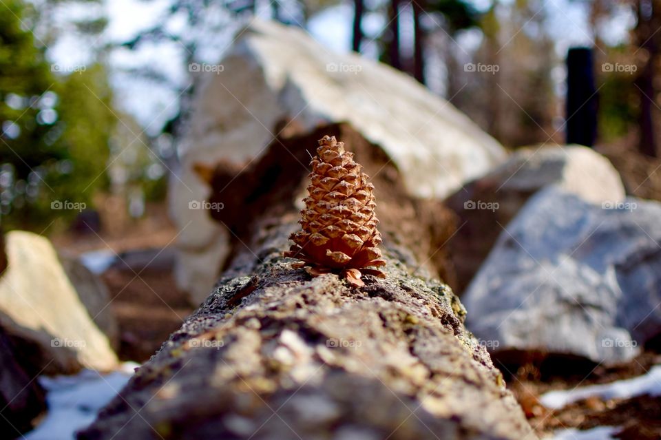 The Lone Pine Cone