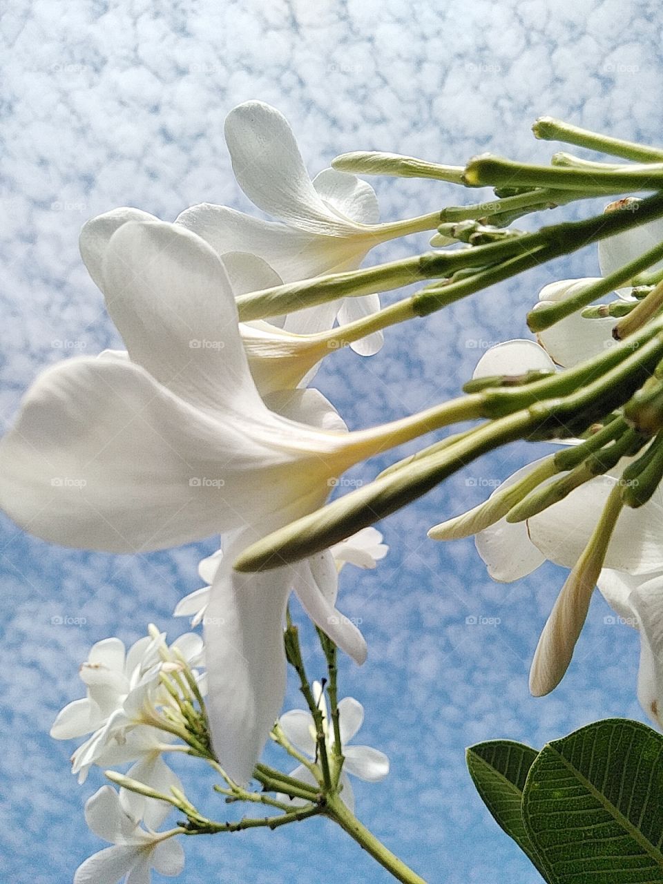 Flower, background blue sky