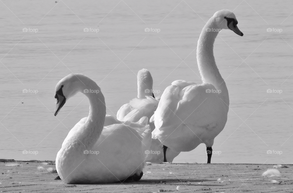 Swans sitting near river