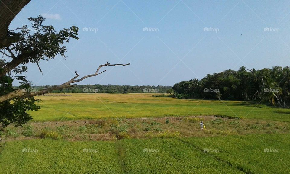 paddy fields