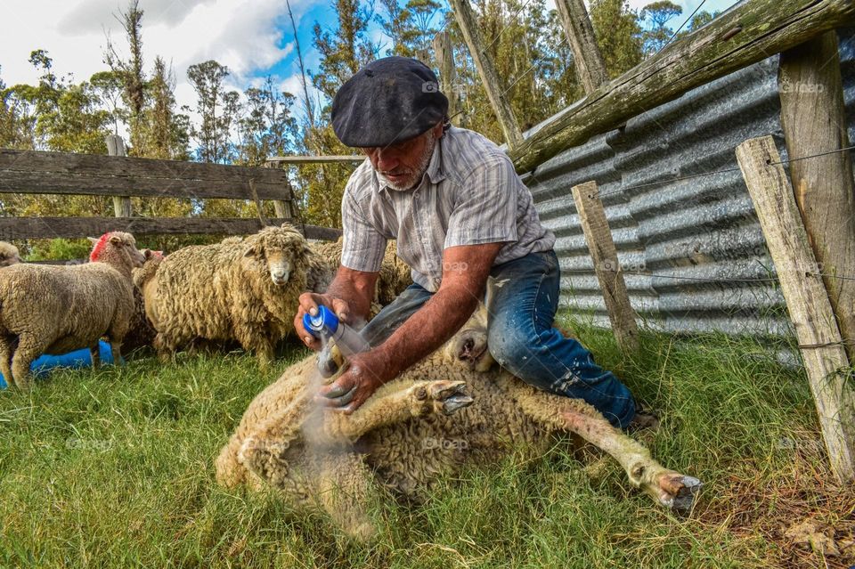 Curando Oveja. Mi amigo de Piedra de Afilar. Canelones, Uruguay