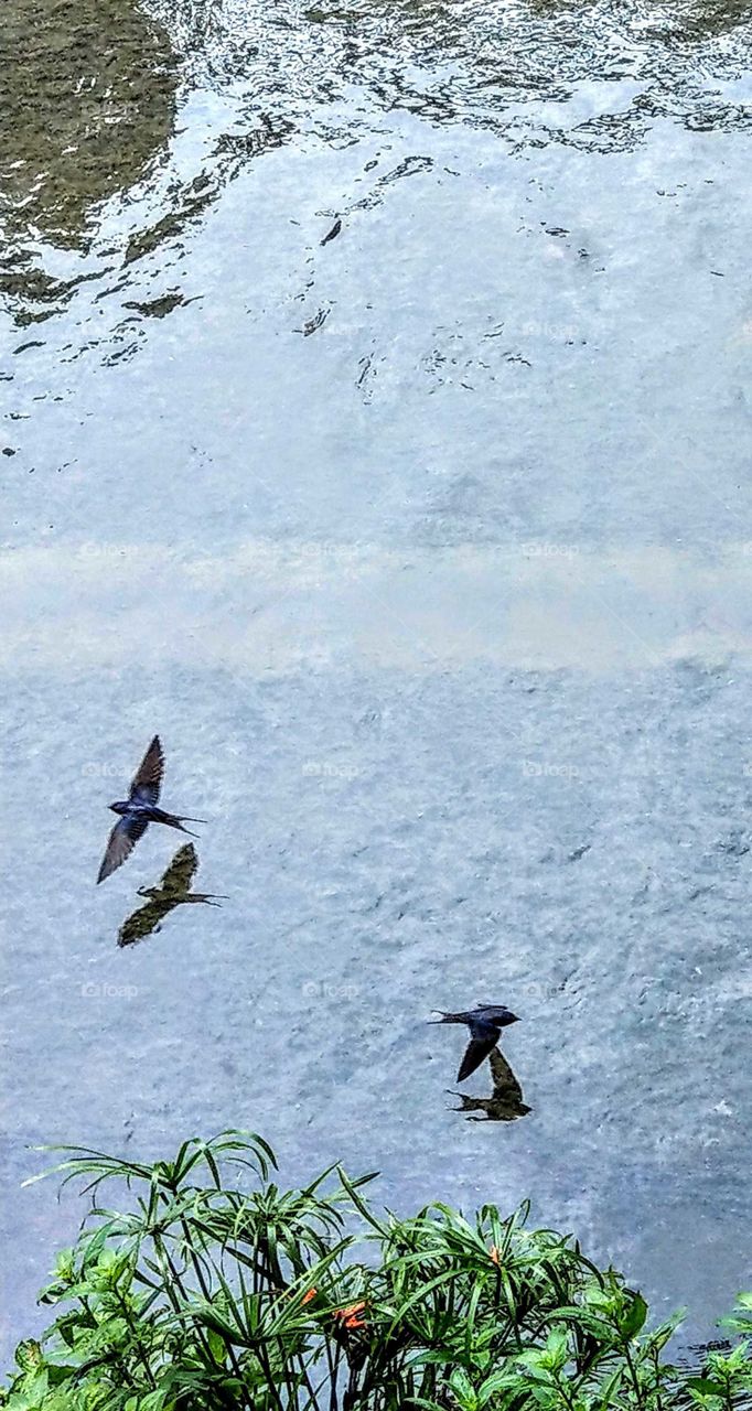 Two busy swallows were flying over the river quickly in summer, they left beautiful flying postures and their shadows, so clear and beautiful.