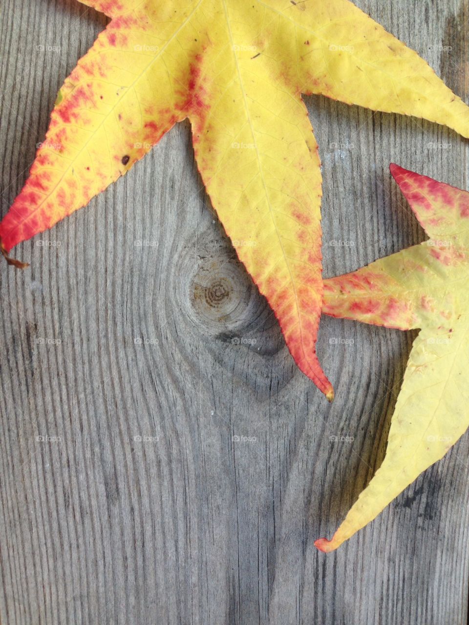 Yellow autumn leaves maple leaf wood grain background