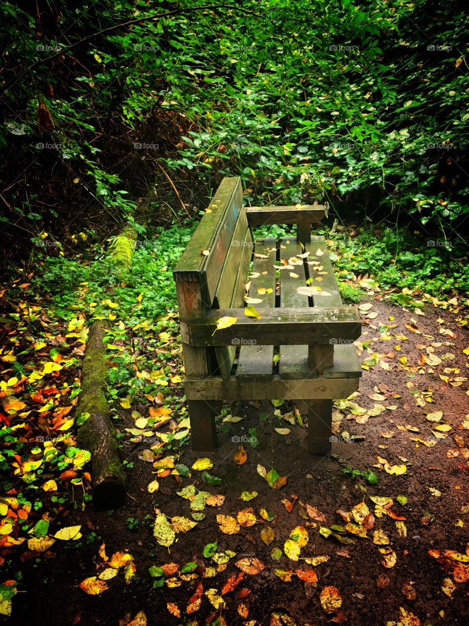 Park Bench with Fall Leaves and foliage 