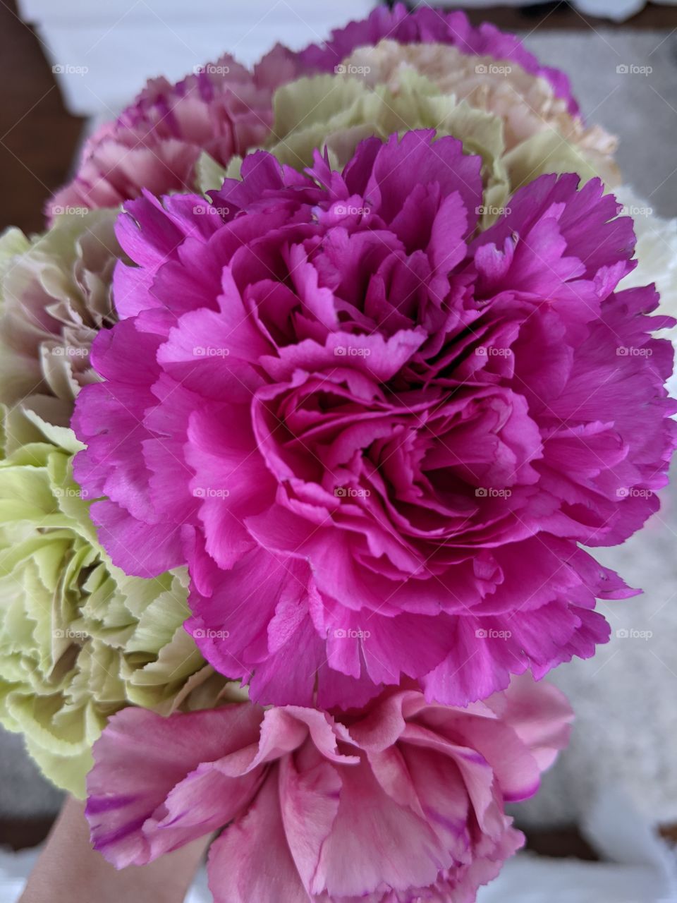 Pink Carnation flower