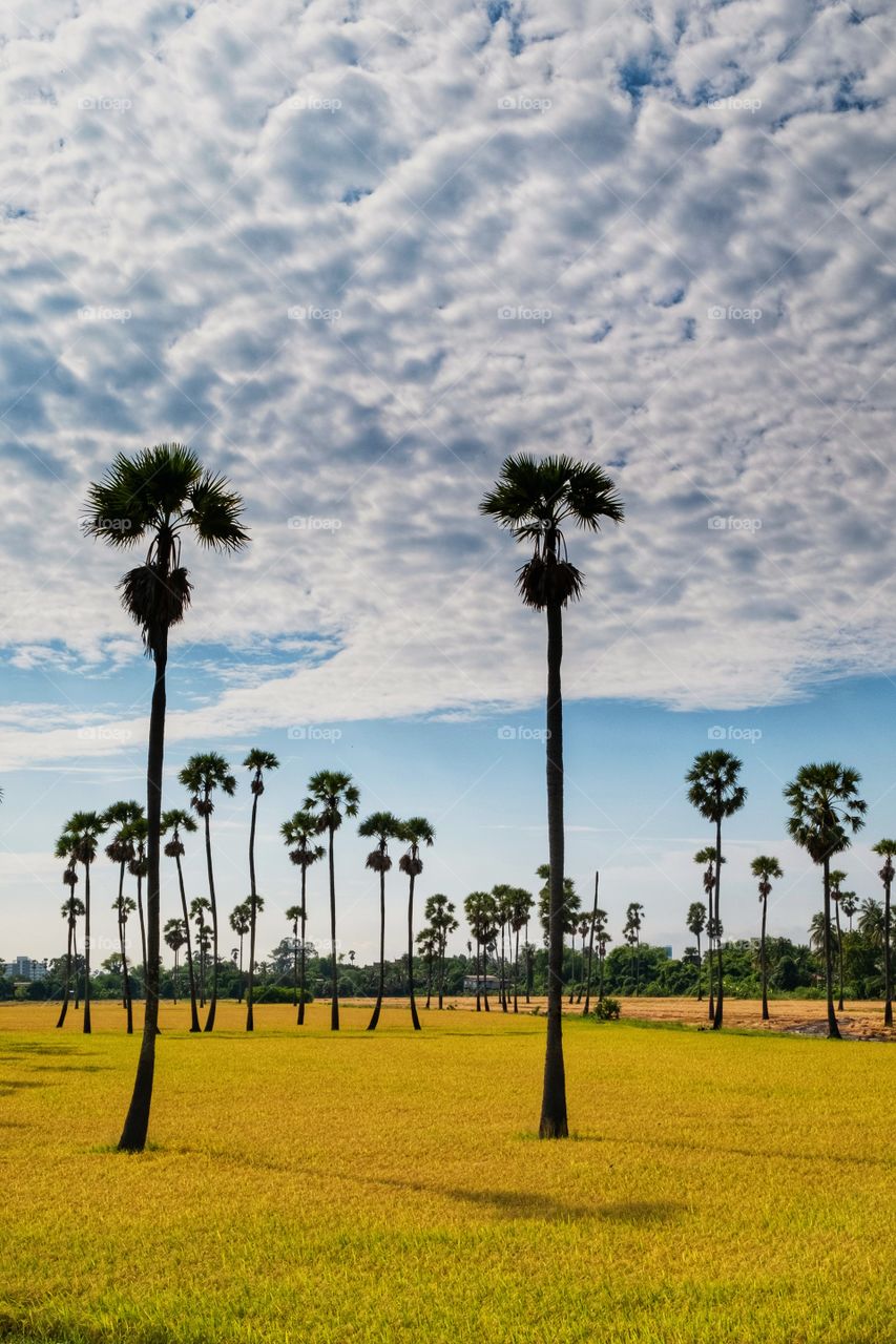 Beautiful silhouette sugar palm in the golden rice field