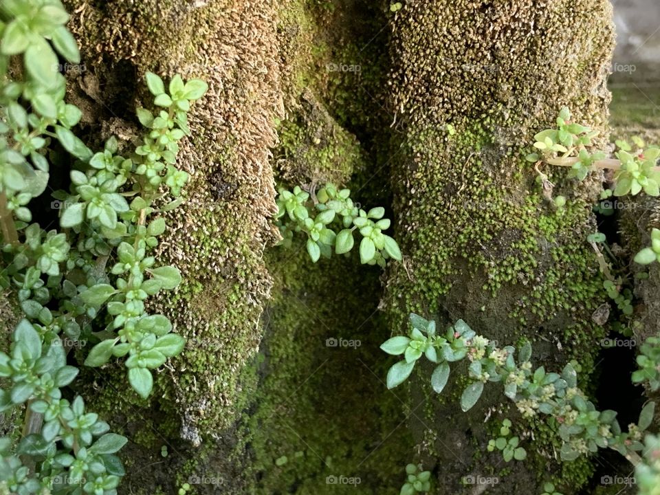 The stories of the nature, Countryside ( Thailand)