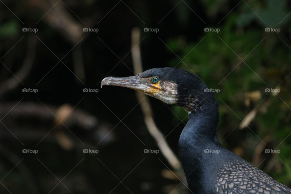 cormorant