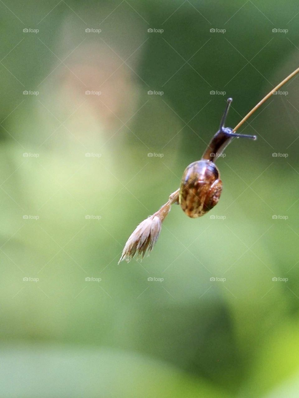 Snail on the grass