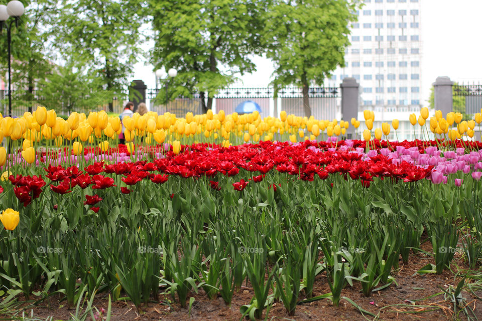 Tulips in the city park