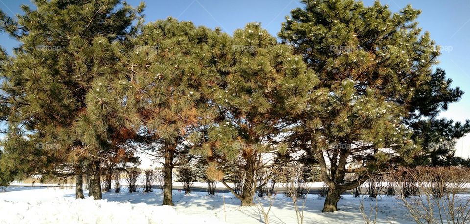 snowy pines