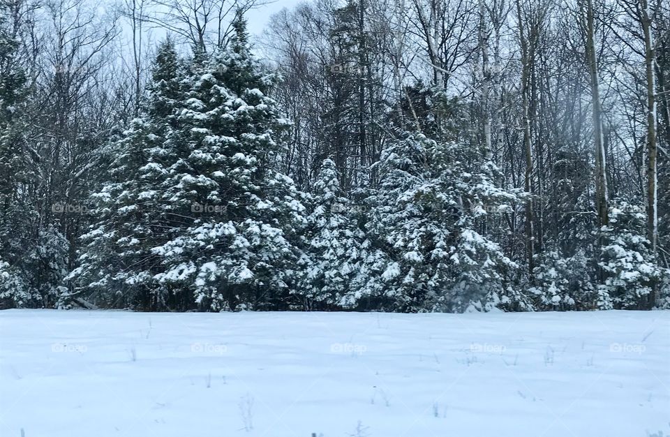 Snowy trees