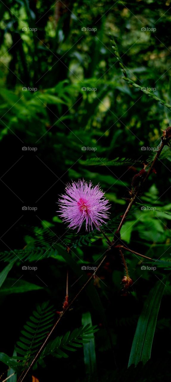naturelove, drak picture, beautiful, flowers pink