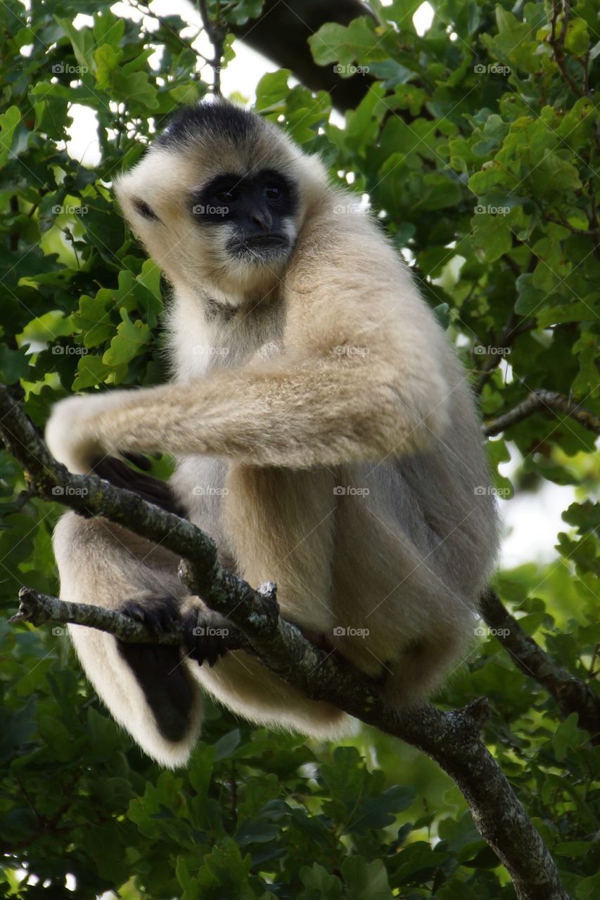 Gibbon blanc à mains blanches