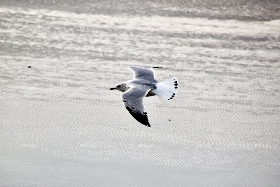 Solitary Seagull in Winter Flying