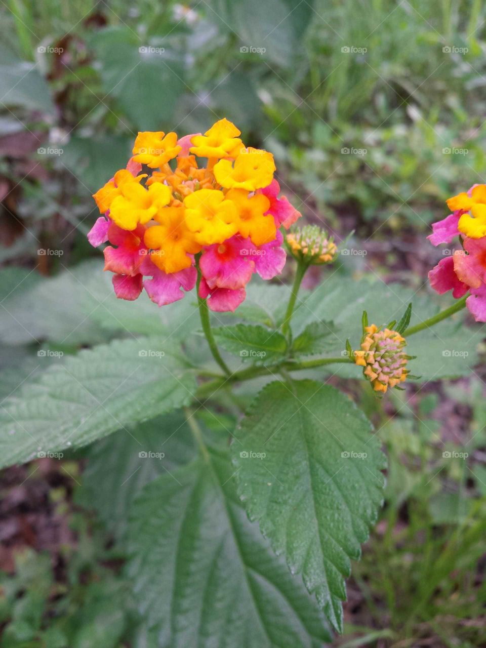 Florida Old Fashion Flower