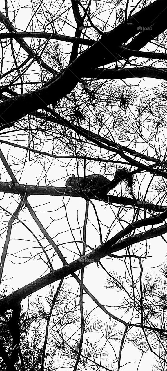 Climbing Squirrel in B&W