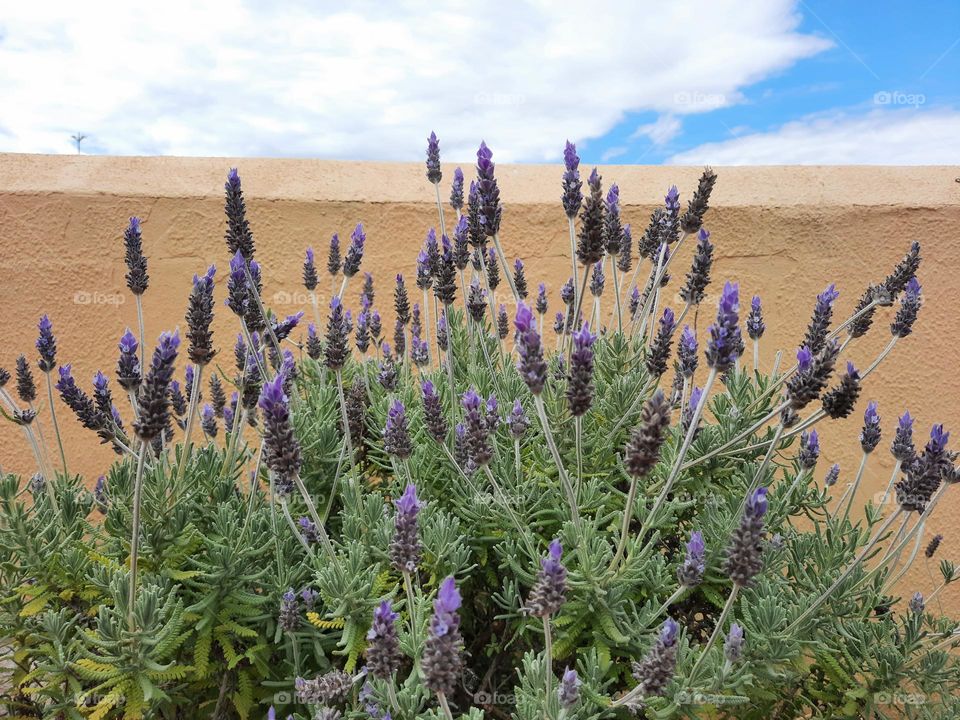 Lavender flowers at a garden with blue sky and fluffy white clouds at the background