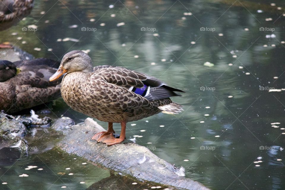 Duck taking a break on a log in the water 