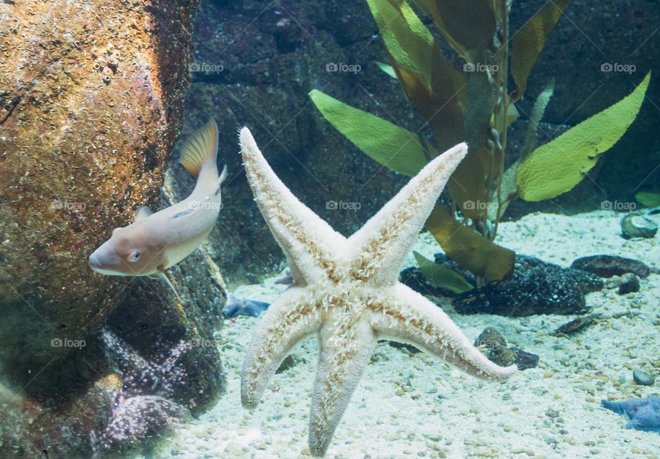 Underwater  landscape with starfish and plants