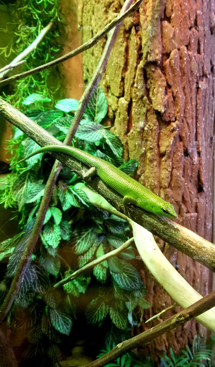 Green Lizard Full Size On Tree Branch