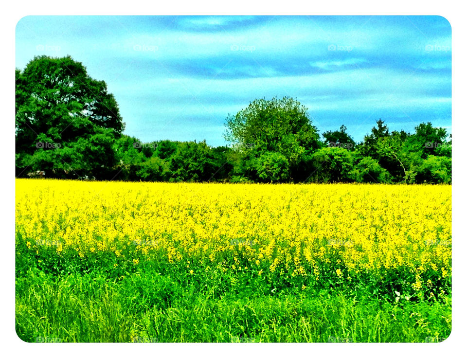 spring flowers valley georgia by mushjet