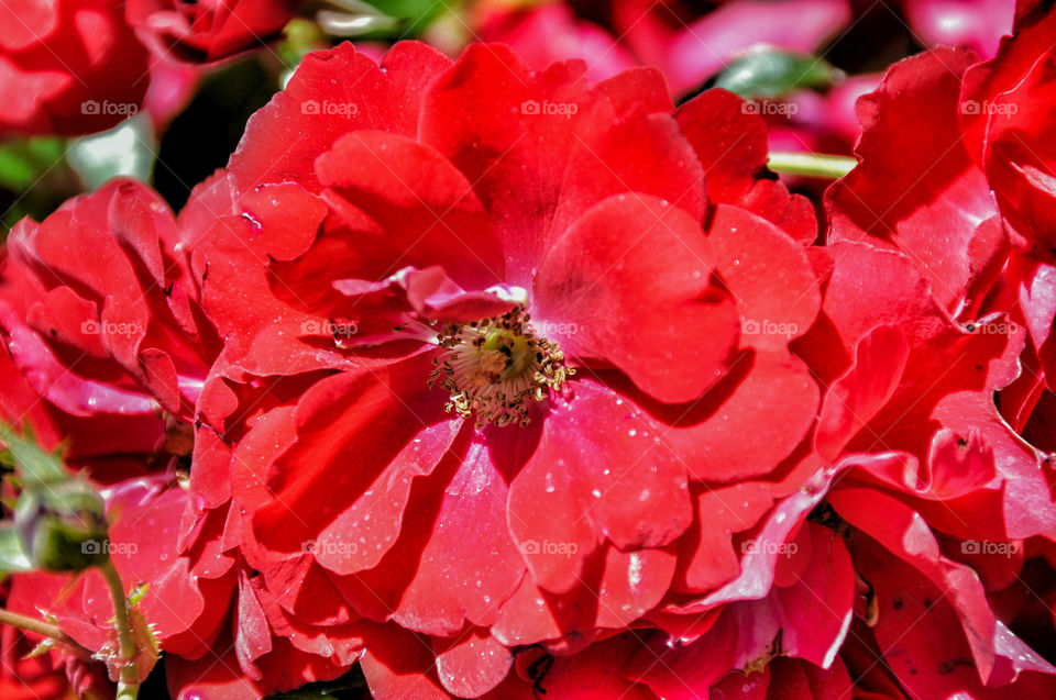 Red rose flower