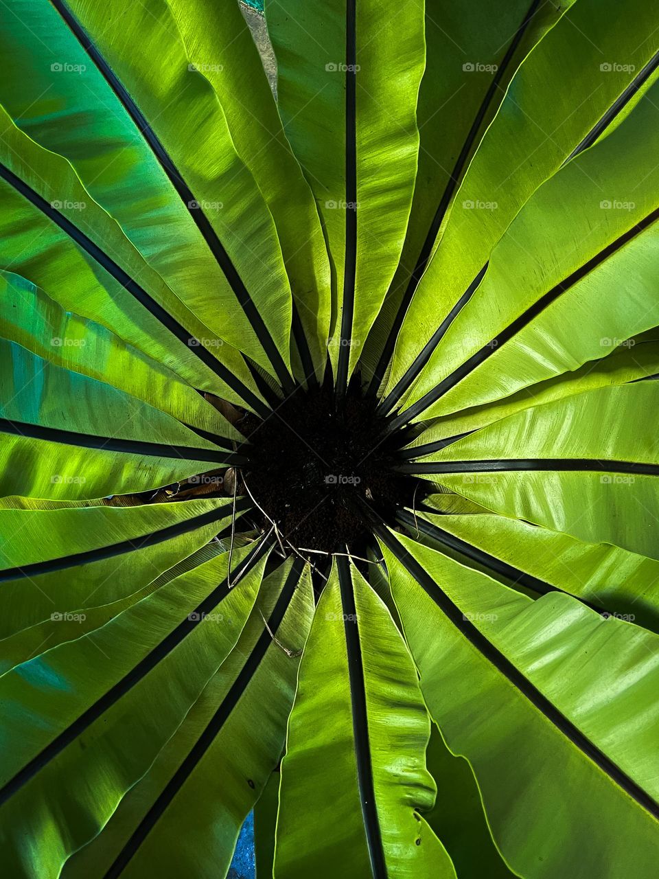 Round center view of a gigantic fern plant outdoor