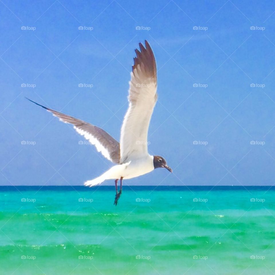 Seagull 