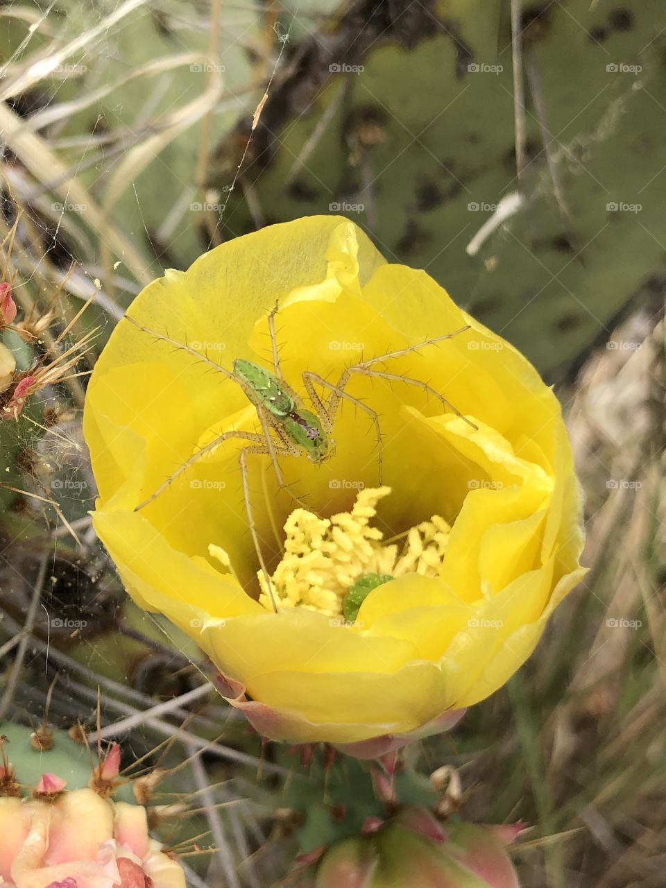 Prickly Pear Blossom with Spider