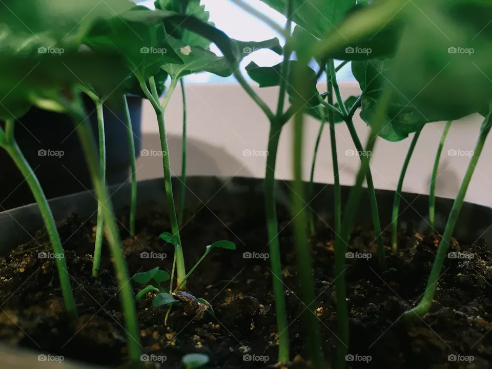 Plant