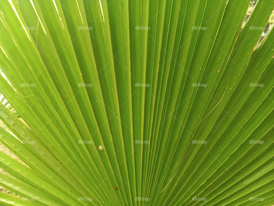 green colour for prosperity