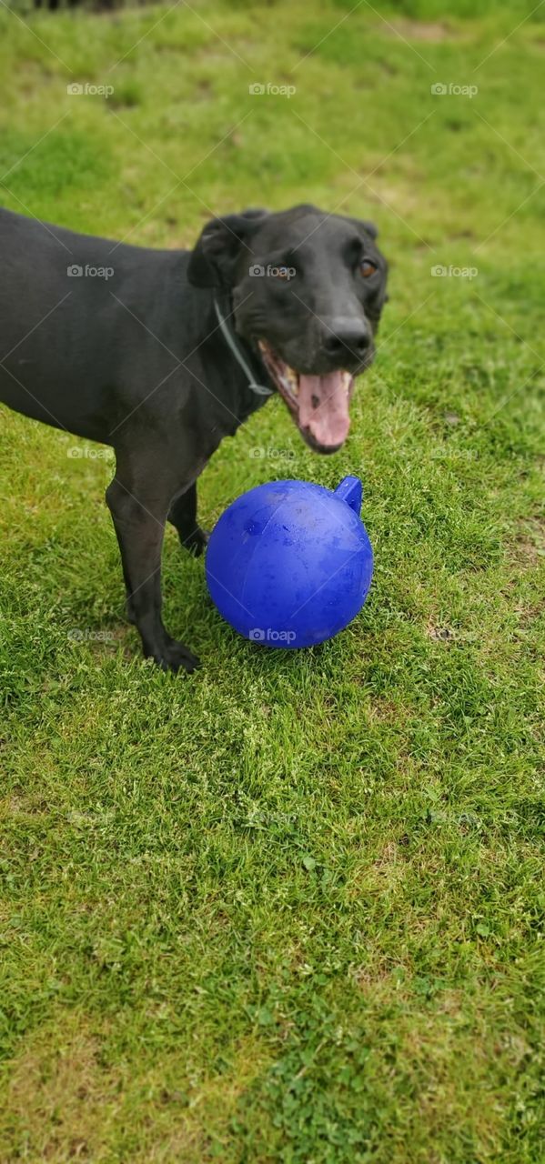 dog with ball