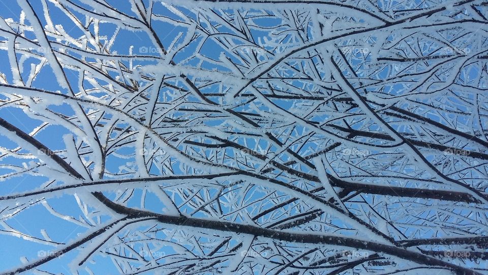 Snow tree frost winter frost