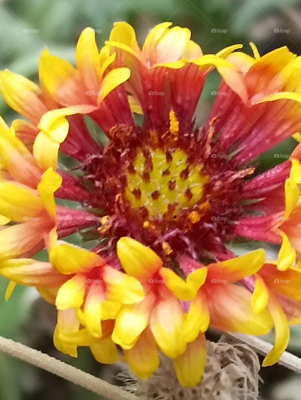 bunch of yellow and red orange yellows colors flowers on one stem with soft red hairs in the center