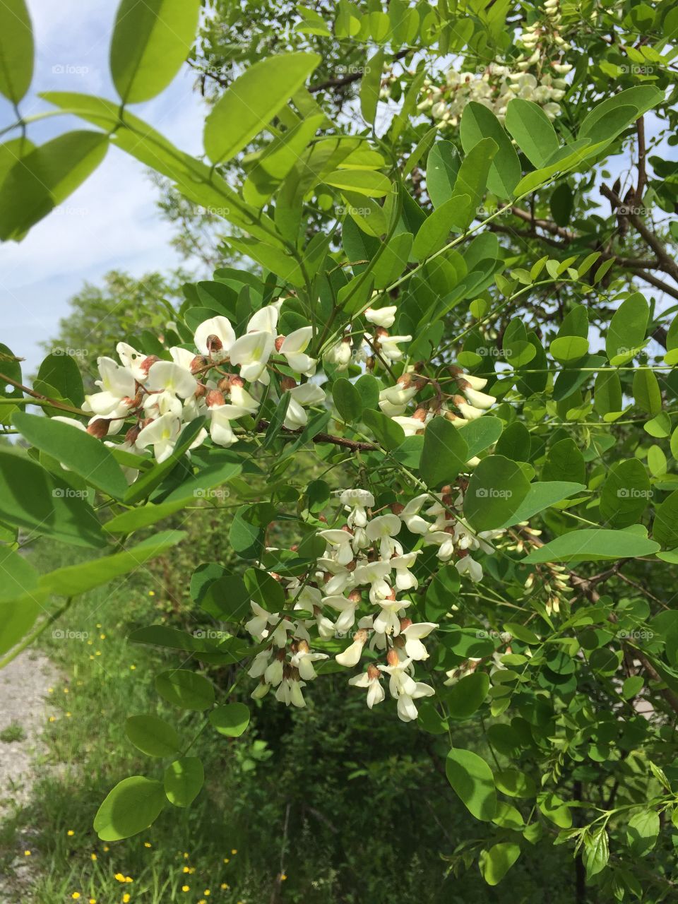 Locust tree in bloom 
