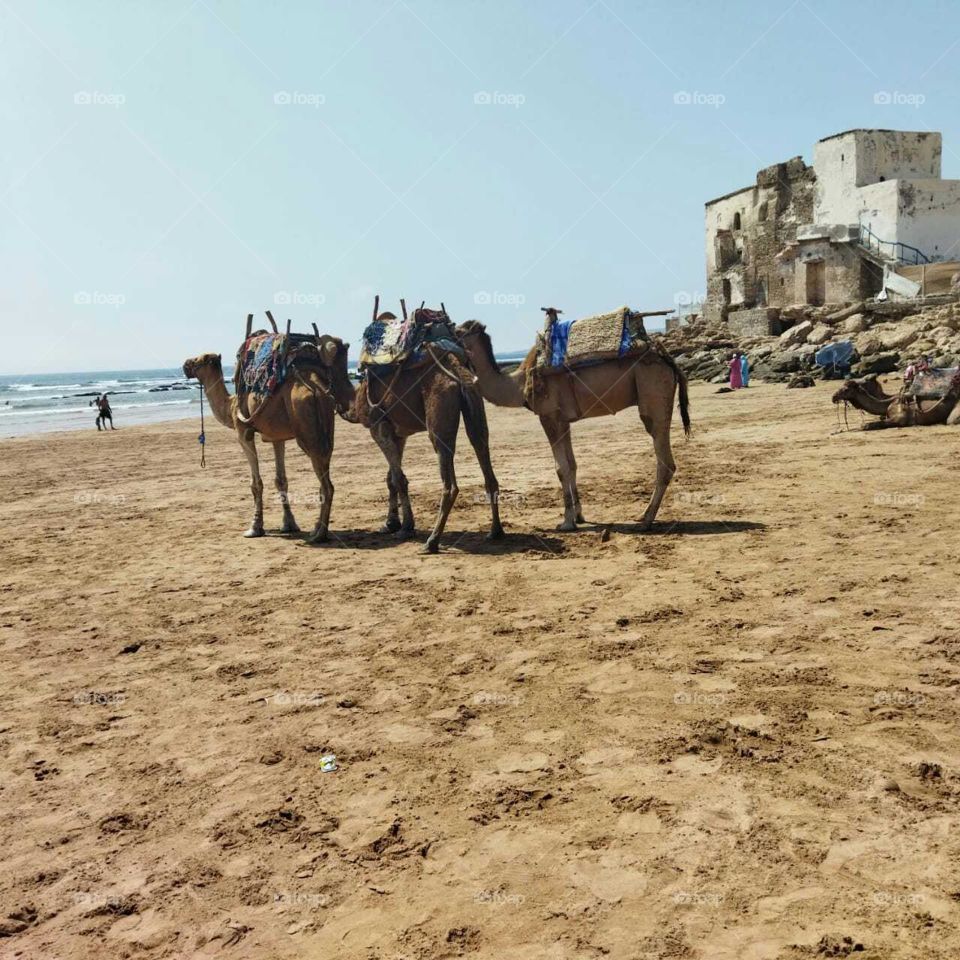 Travel destination  : camels near the beach at essaouira city in Morocco.