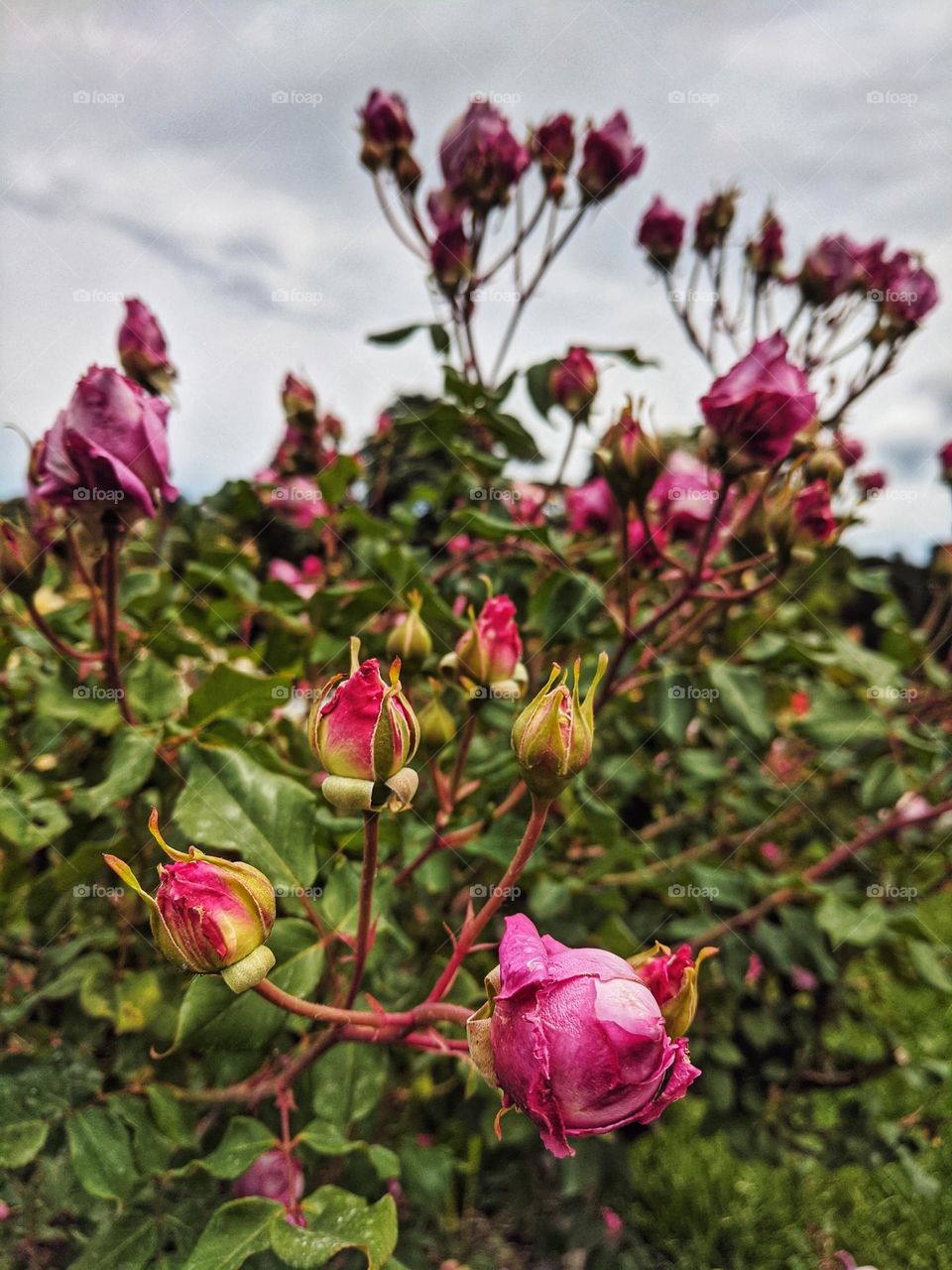Branch with blooming pink flowers close up. Roses