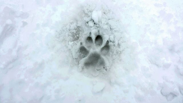 paw print in the snow