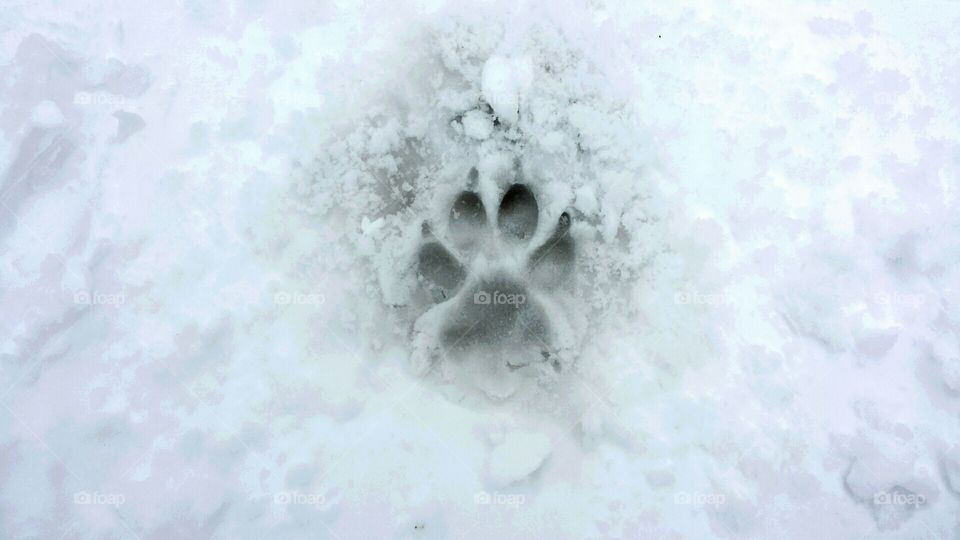 paw print in the snow